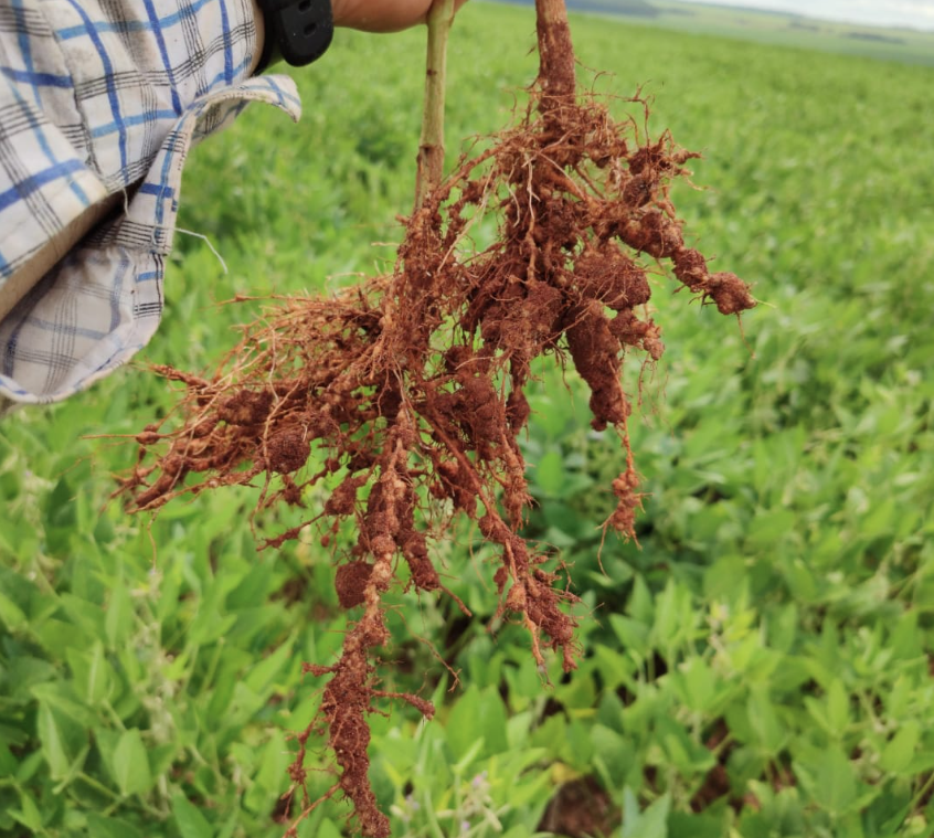 Análises de Nematoides